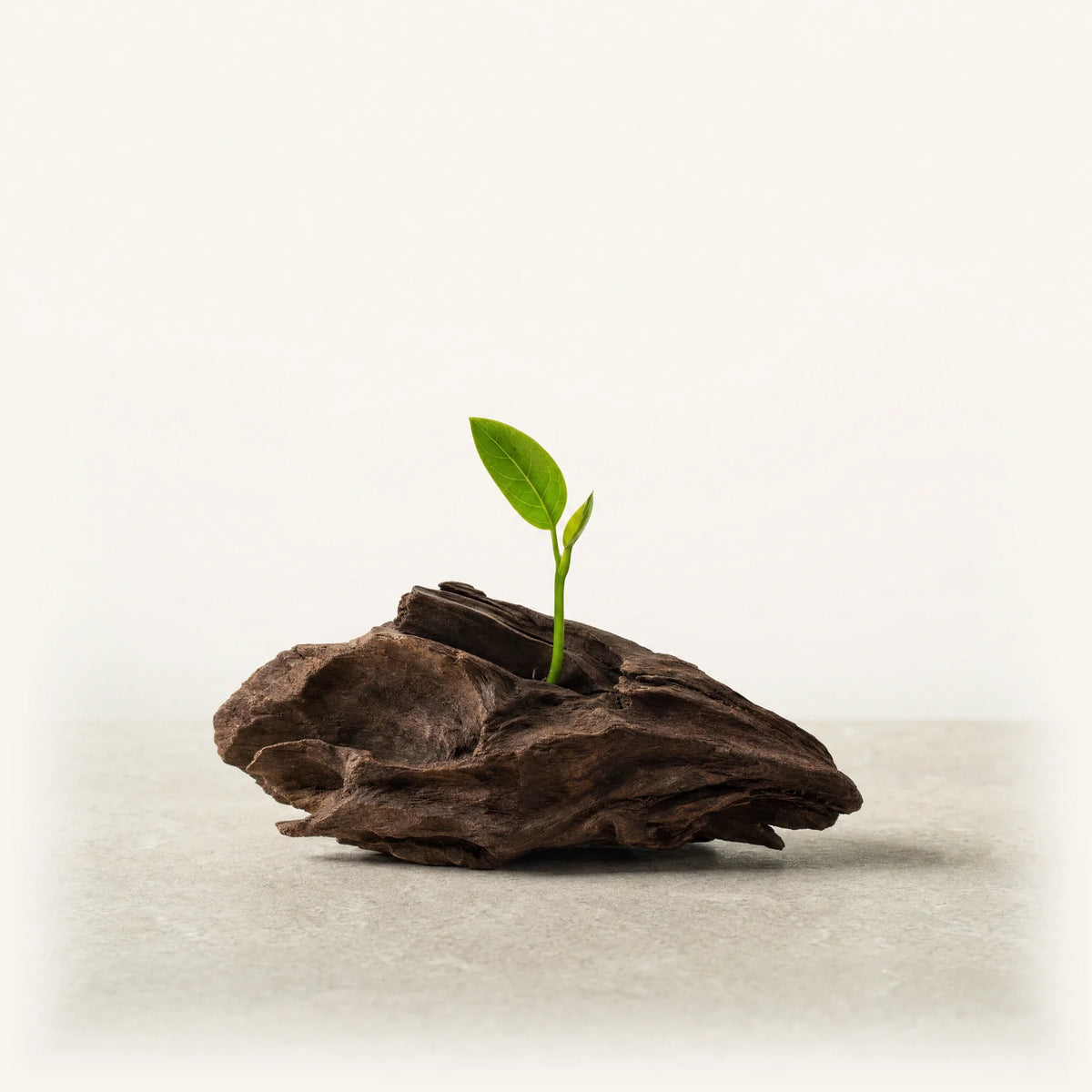 Orileva Verdant collection – wood element journal series, fresh green sprout growing from natural wood