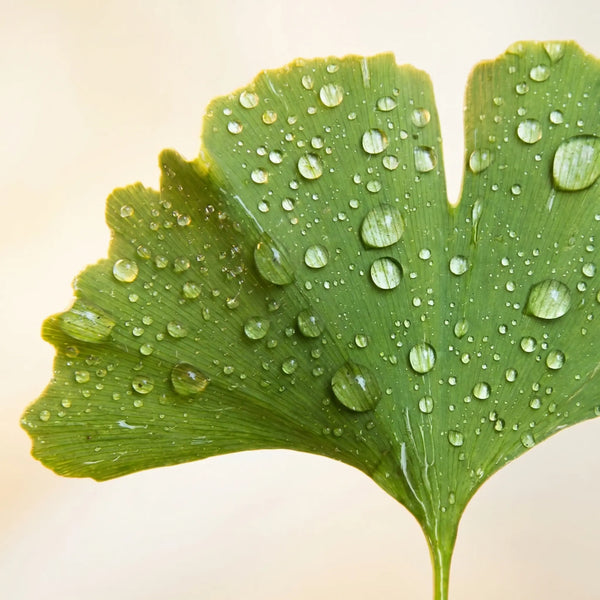 Orileva Verdant collection — Wood element luxury leather journal
